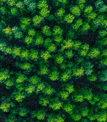 Lecta continua a progredire verso la piena applicazione del Regolamento Europeo sulla Deforestazione (EUDR)